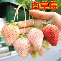 草莓苗盆栽四季結果奶油草莓南方室內爬藤草莓果樹苗大棚種植食用